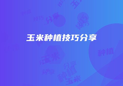 玉米种植技巧分享