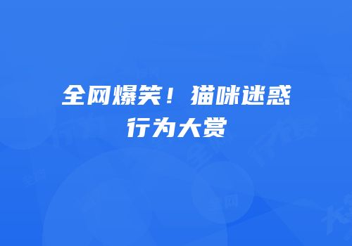 全网爆笑！猫咪迷惑行为大赏