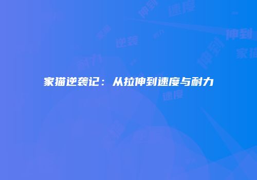 家猫逆袭记：从拉伸到速度与耐力