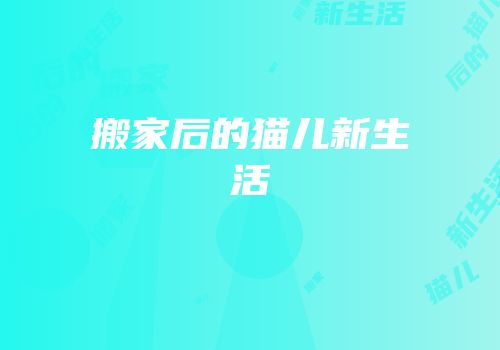 搬家后的猫儿新生活
