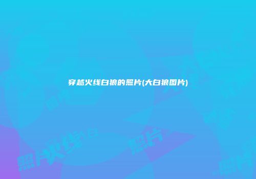 穿越火线白狼的照片(大白狼图片)