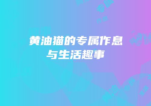 黄油猫的专属作息与生活趣事