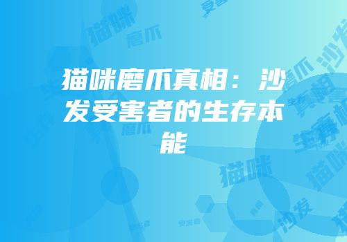 猫咪磨爪真相：沙发受害者的生存本能