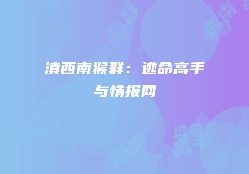 滇西南猴群：逃命高手与情报网