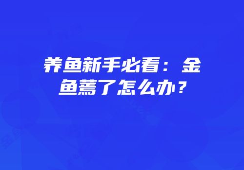 养鱼新手必看：金鱼蔫了怎么办？